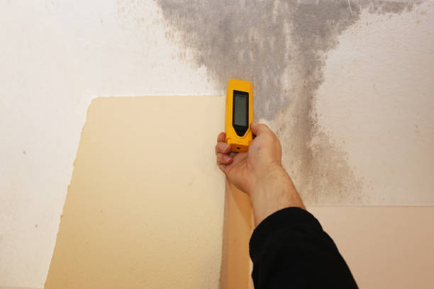 Best Crawl Space Mold Remediation  in Milford, NE