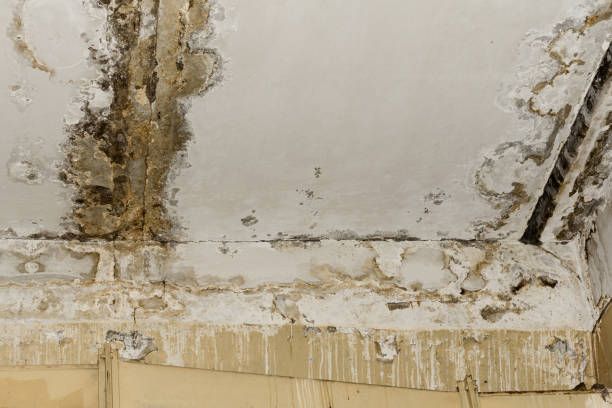Best Environmental Consulting for Mold Prevention  in Milford, NE
