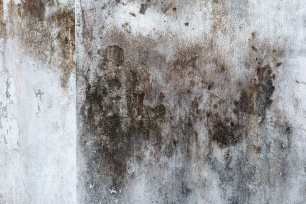  Milford, NE Mold Removal Pros