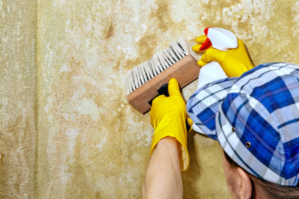 Best Post-Construction Mold Inspection  in Milford, NE