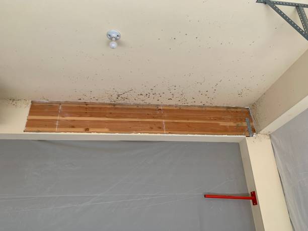 Mold Remediation for Vacation Homes in Milford, NE